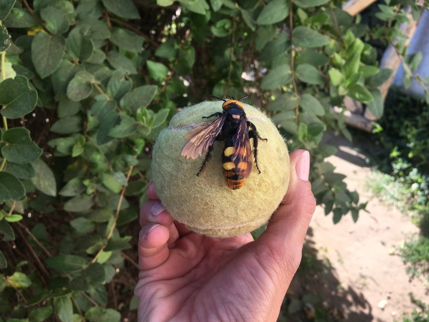 Megascolia maculata - óriás-tőrösdarázs