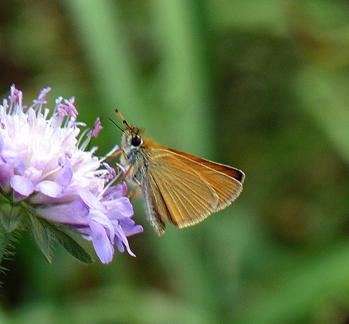 Thymelicus lineola - vonalas busalepke