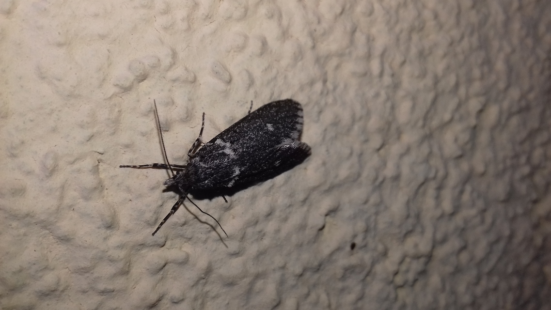 Diurnea fagella - szürke tavaszimoly