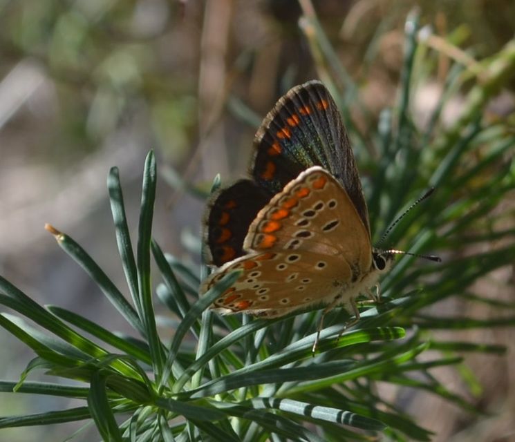 Aricia agestis - szerecsenboglárka