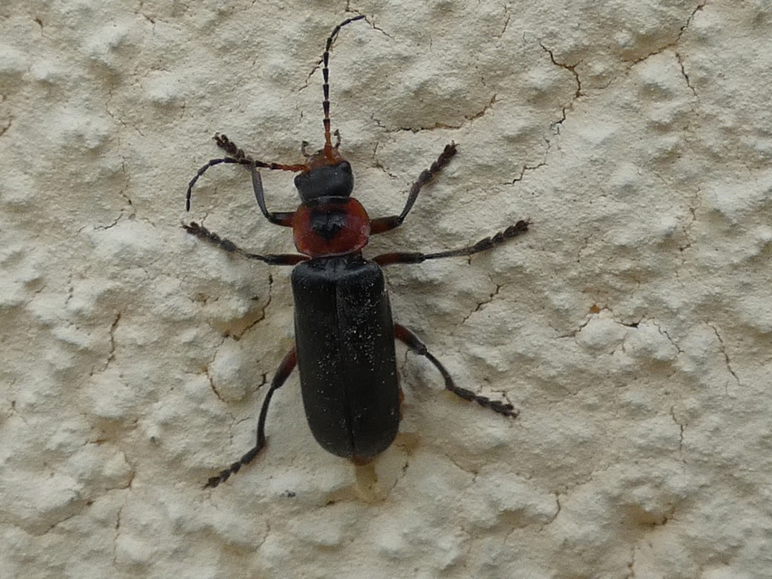 Cantharis rustica - suszterbogár