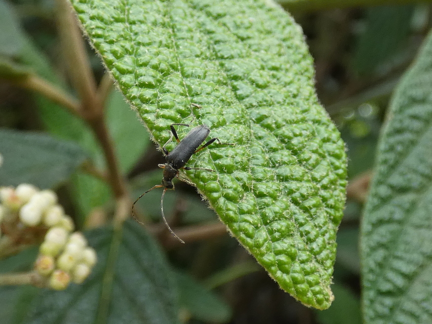 Grammoptera ruficornis - gyűrűscsápú galagonyacincér Grammoptera ruficornis - gyűrűscsápú galagonyacincér