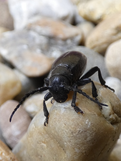 Dorcadion aethiops - fekete gyalogcincér