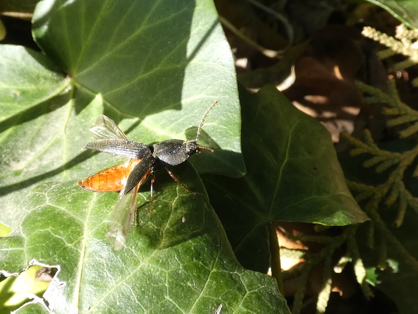Neopristilophus insitivus - lapos pattanó