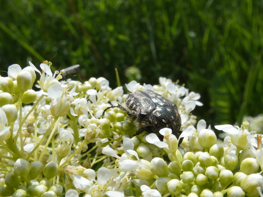 Oxythyrea funesta - sokpettyes virágbogár