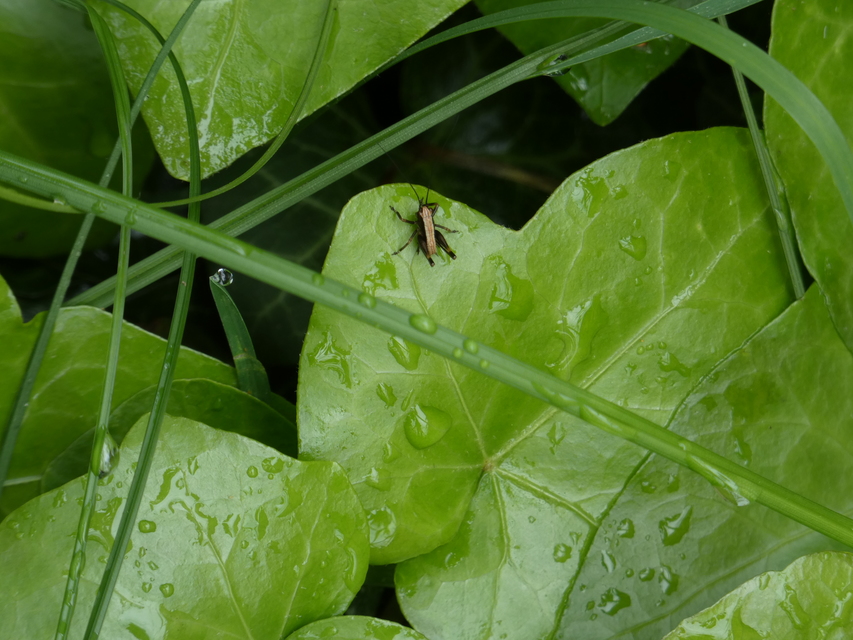 Pholidoptera griseoaptera - szürke avarszöcske