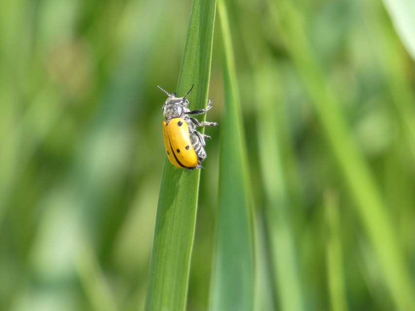 Lachnaia sexpunctata - szőrösnyakú zsákhordóbogár