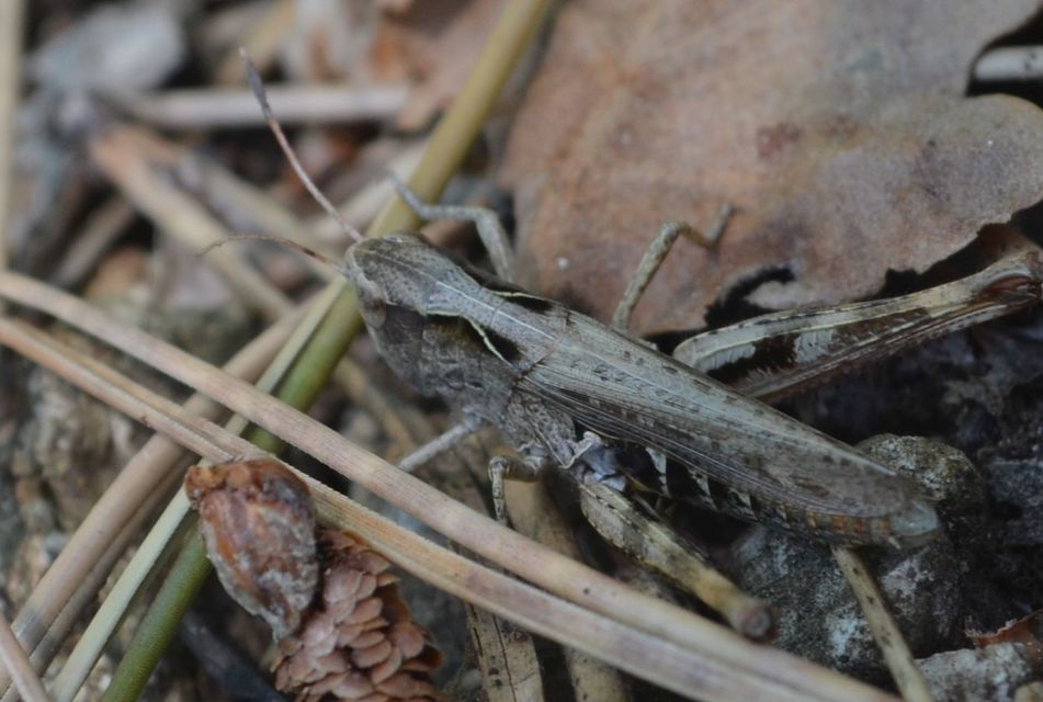 Gomphocerippus rufus - erdei bunkóscsápúsáska