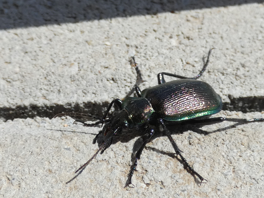 Calosoma inquisitor - kis bábrabló