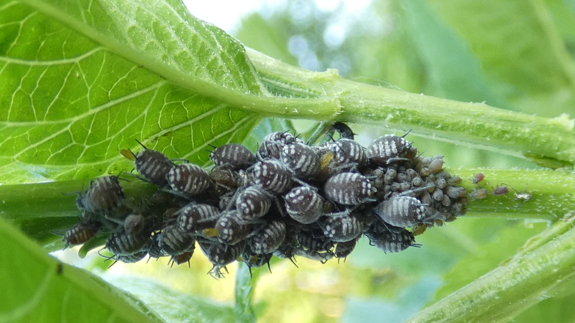 Aphididae - valódi levéltetvek