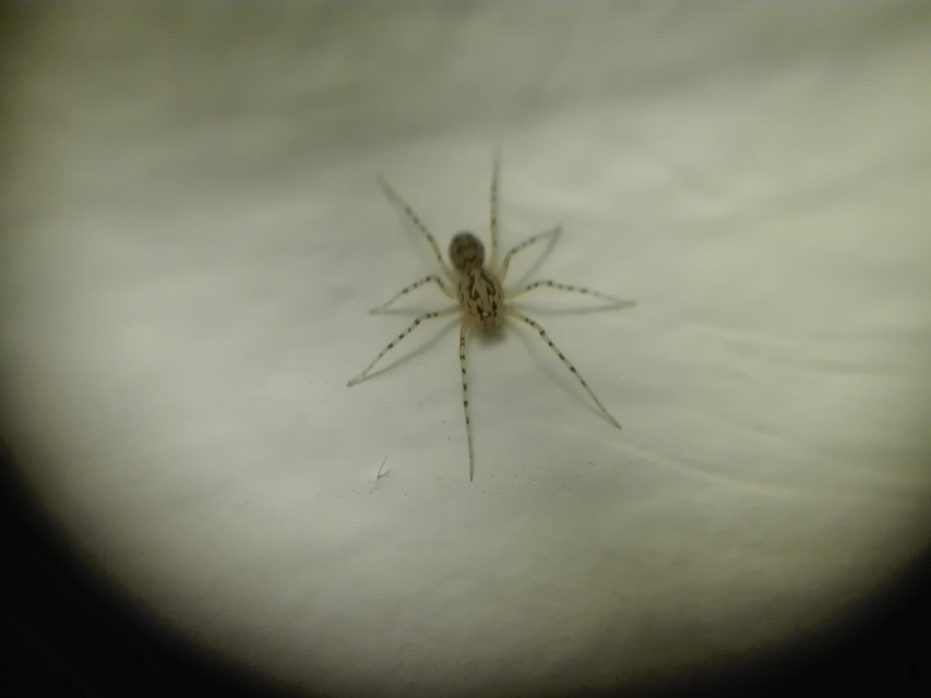Scytodes thoracica - közönséges csupaszpók