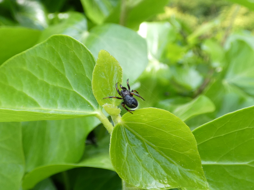 Asagena phalerata/meridionalis