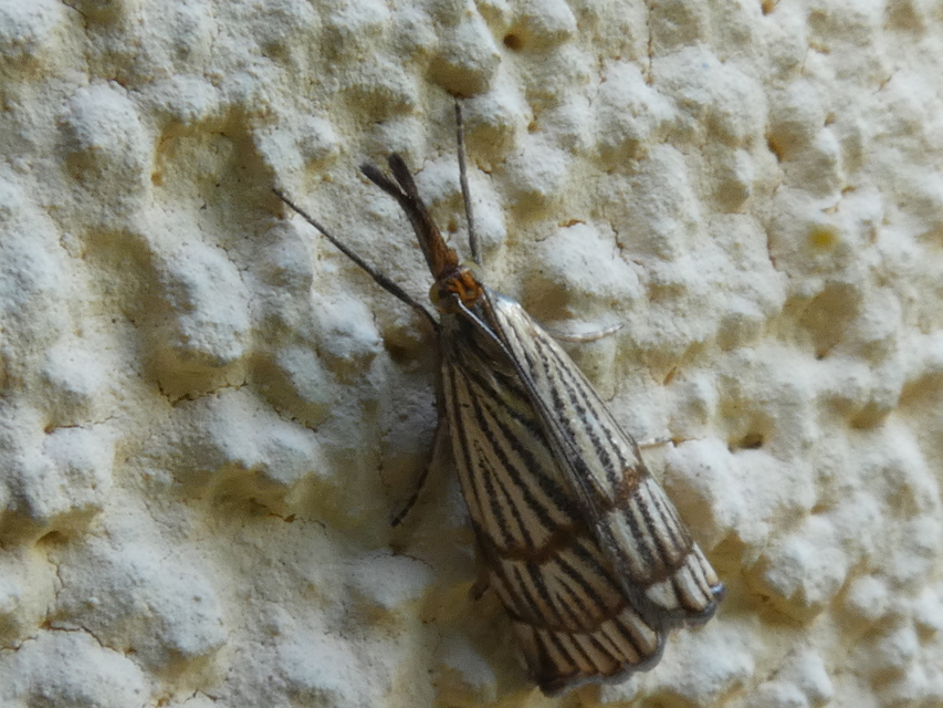 Chrysocrambus linetella - déli fűgyökérmoly