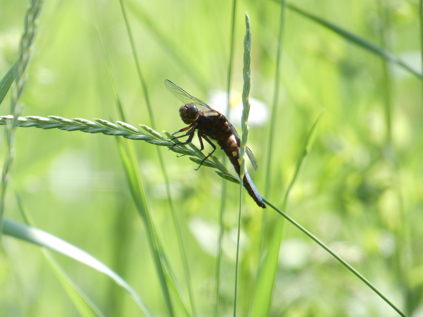 Libellula depressa - széles laposacsa