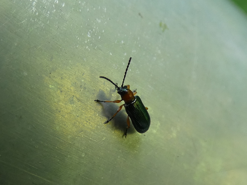 Oulema melanopus/duftschmidi