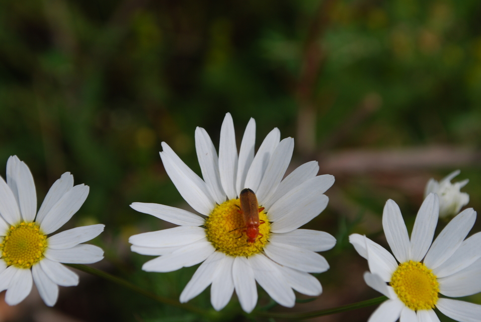 Rhagonycha fulva - feketevégű lágybogár