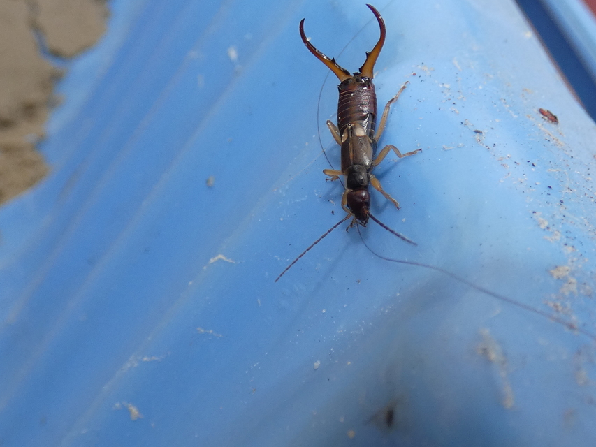 Forficula auricularia - közönséges fülbemászó