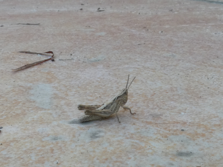 Chorthippus (Glyptobothrus) (subgenus)