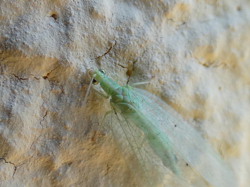 Chrysopidae - zöldfátyolkák