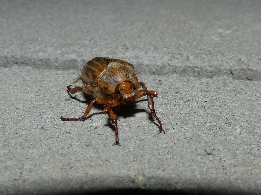 Amphimallon solstitiale - bordás sárgacserebogár