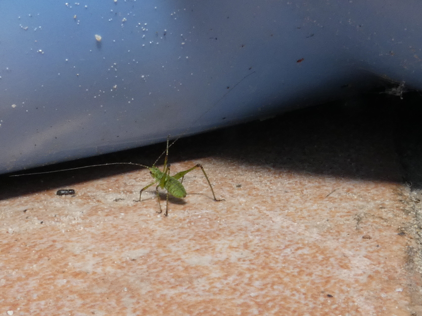 Phaneroptera