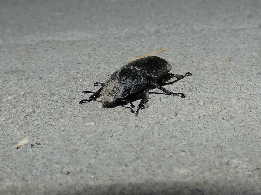 Dorcus parallelipipedus - kis szarvasbogár