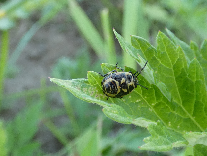 Eurydema oleracea - paréjpoloska Eurydema oleracea - paréjpoloska