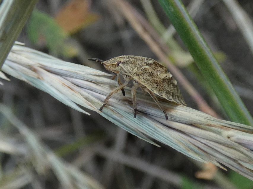Eurygaster