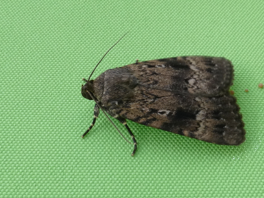 Amphipyra berbera/pyramidea