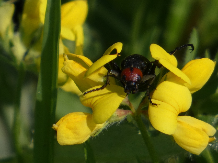 Epicauta rufidorsum - hollóbogár