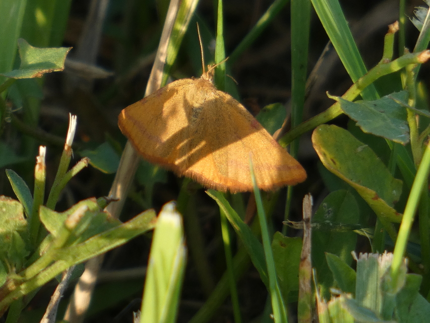 Lythria purpuraria - bíborsávos araszoló