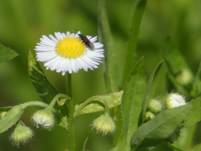 Oxycarenus lavaterae - hársbodobács