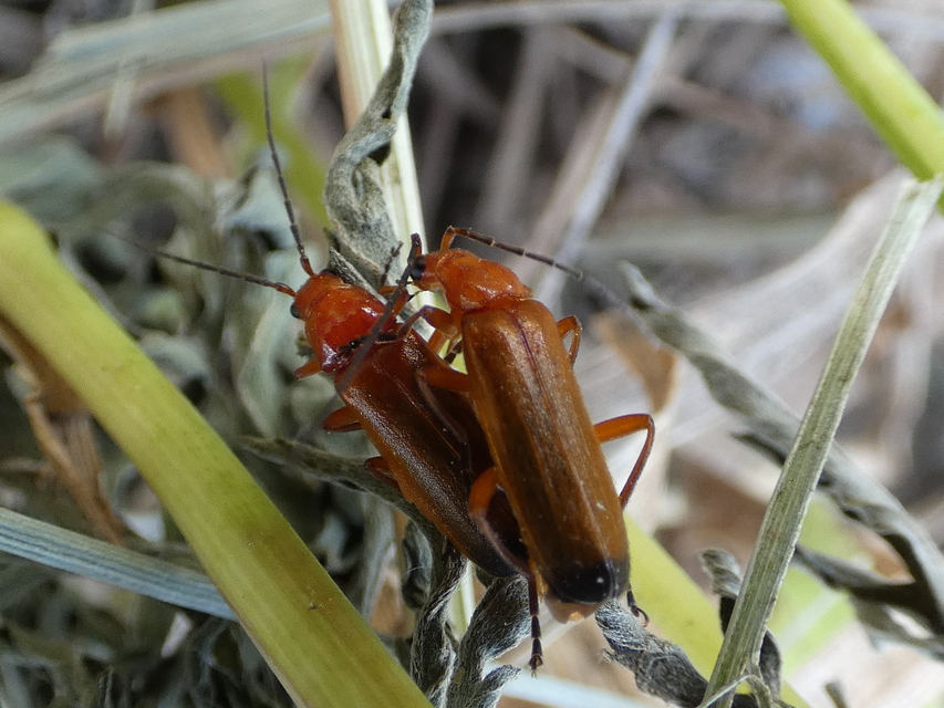 Rhagonycha fulva - feketevégű lágybogár