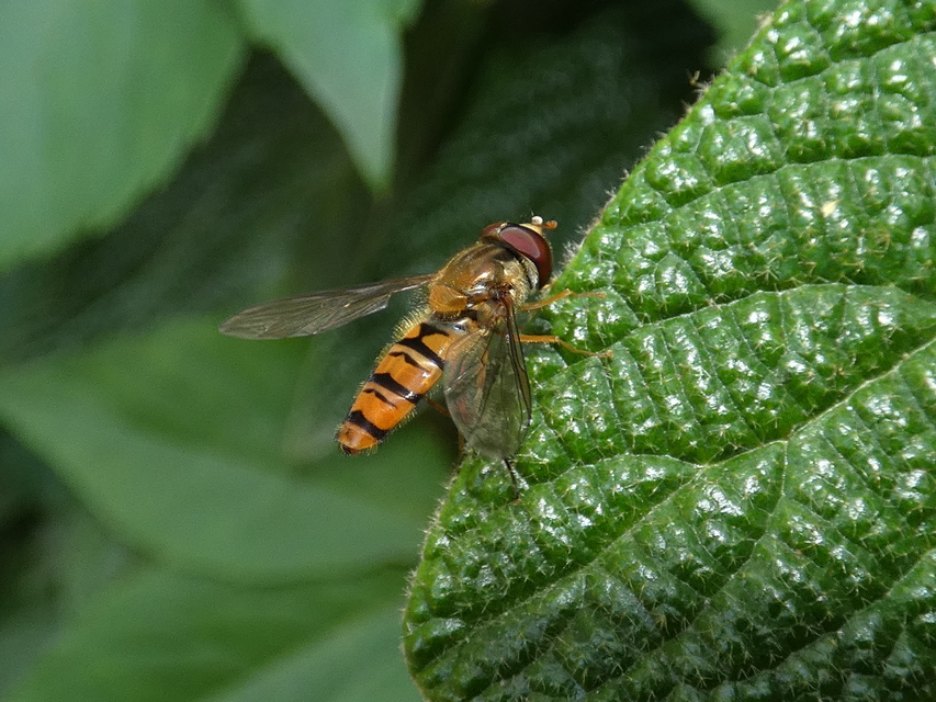 Episyrphus balteatus - ékfoltos zengőlégy