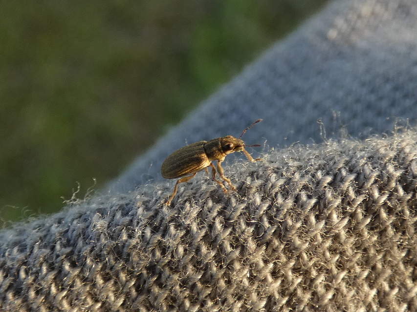 Sitona lineatus - sávos csipkézőbogár