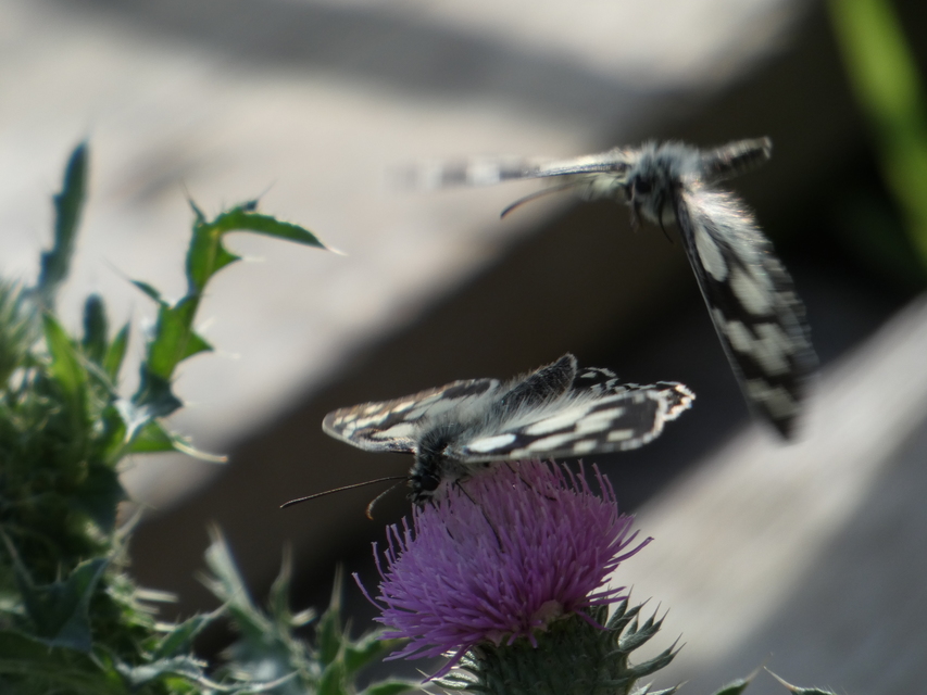 Melanargia galathea - sakktáblalepke