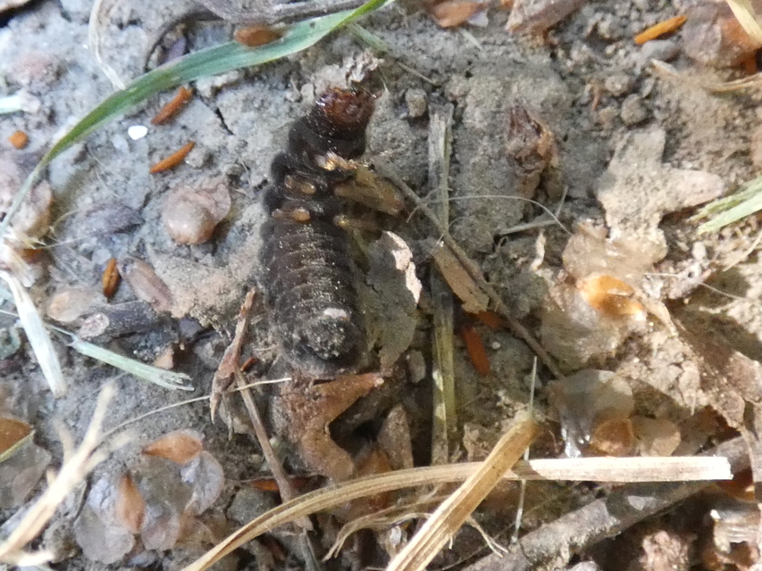 Cantharis