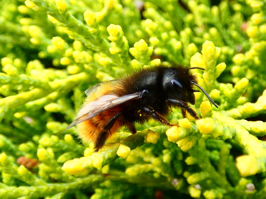 Osmia cornuta - szarvas faliméh
