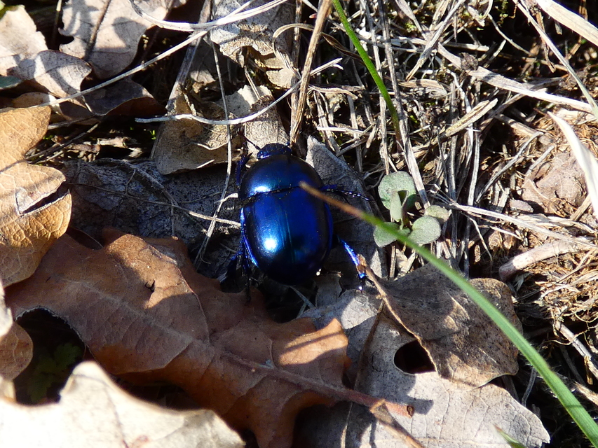 Trypocopris vernalis - tavaszi álganéjtúró