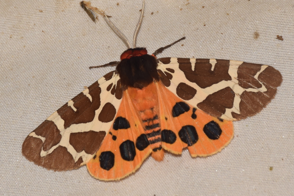 Arctia caja - közönséges medvelepke