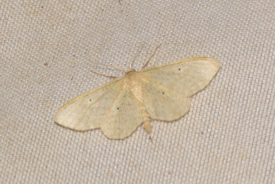 Idaea sylvestraria - szürke sávosaraszoló