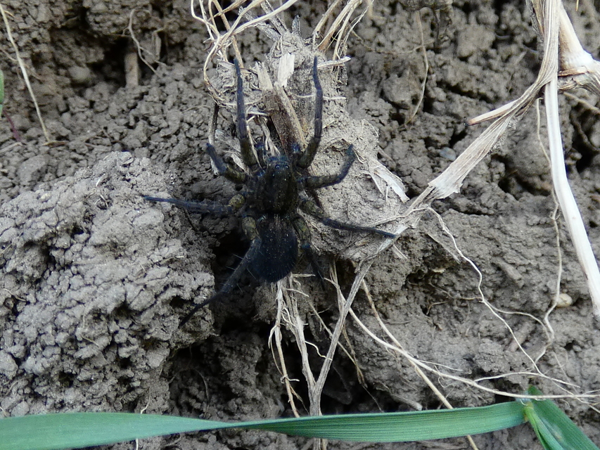 Trochosa