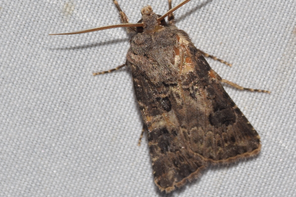 Agrotis bigramma - kétjegyű földibagoly