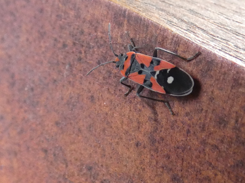 Lygaeus equestris/simulans