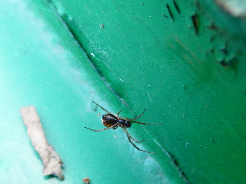 Linyphiidae - vitorláspókok