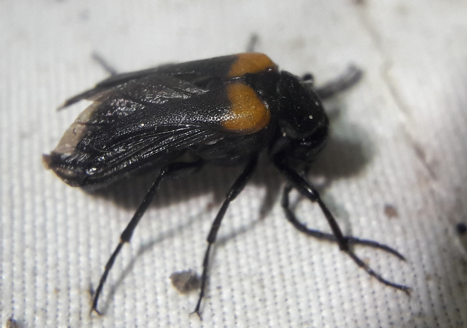 Sitaris muralis - pirosvállú méhbogár