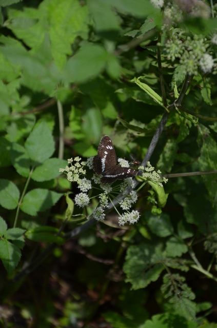 Limenitis camilla - kis lonclepke