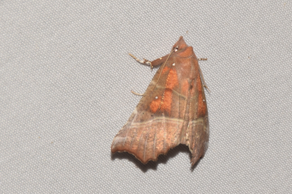 Scoliopteryx libatrix - vörös csipkésbagoly