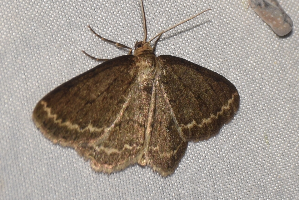 Ectropis crepuscularia - avararaszoló