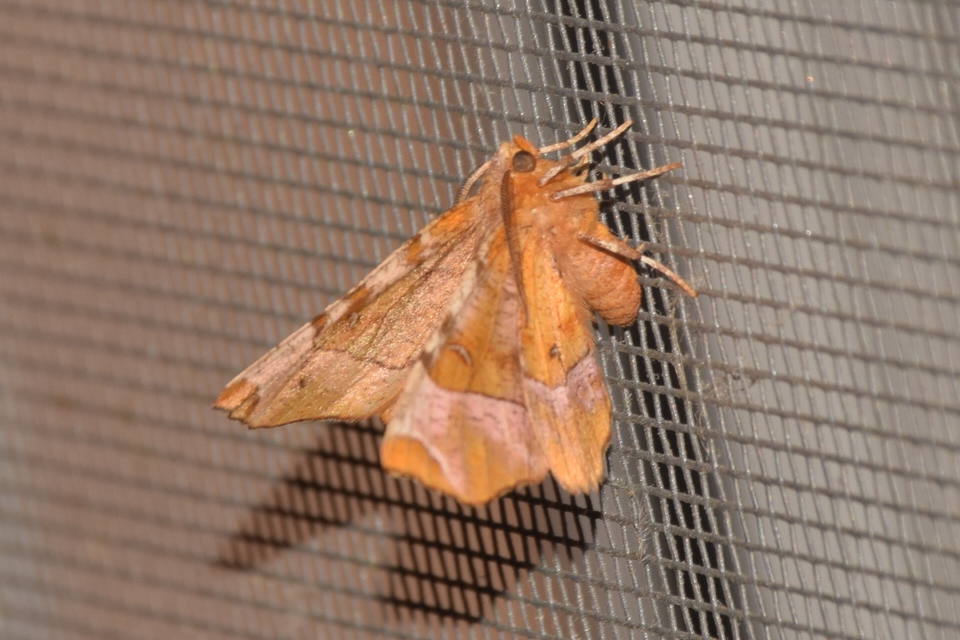 Selenia tetralunaria - négyfoltos holdasaraszoló